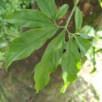 Syngonium angustatum Schott